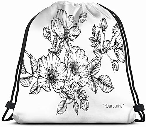 Amazoncom Hand Drawing Sketch Rosa Canina Flower The Arts