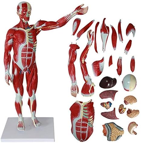 Xuebai Anatomical Model Of Human Muscles Muscle System Anatomy Model Human Body Model Torso Assembly 78 Cm 30 7 Inches Visceral Anatomy System Model Amazon De Kuche Haushalt