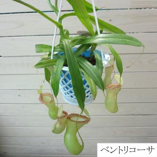 Amazon 食虫植物 ウツボカズラ ネペンテス ベントリコーサ 吊り鉢 遊恵盆栽 観葉植物 通販