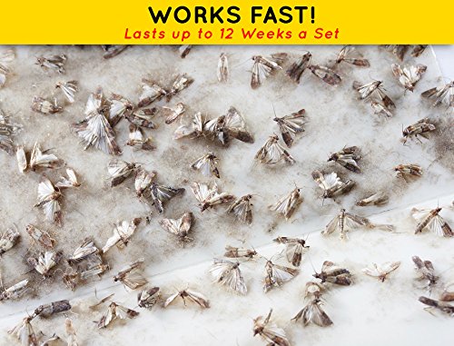 8 Pack Insect Or Pantry Moth Traps Also Effective Against General