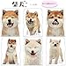 JAPANESE CALENDAR Active Corporation 2020 Calendar Inu Shiba Inu Wall Hanging Shiba Inu ACL-65