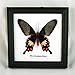Thai Productz 9 x Framed Wall Decor Real Beautiful Butterfly Display Insect Taxidermy 5
