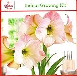 Holiday Time Indoor Growing Kit - Amaryllis 'Apple Blossom'