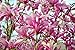Ann Star Magnolia Tree - Outdoors or Bonsai - Fragrant - 4" pot