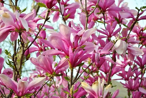 Ann Star Magnolia Tree - Outdoors or Bonsai - Fragrant - 4 Ann Star Magnolia Tree - Outdoors or Bonsai - Fragrant - 4