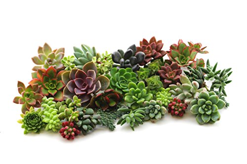 30 succulent cuttings