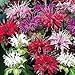 50+ Monarda Panarama Mix Bee Balm Flower Seeds / Deer Resistant/ Drought Tolerant Perennial