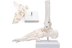 RONTEN Human Foot Skeletal Model, Life-Size Model Showing The Fibula, Tibia, Tarsus, Metatarsal and Phalanges of The Human Left Foot, Simulating Natural Motion