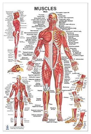 Amazon Com Muscular System Male Muscles Poster 24x36 Inch For Physical Fitness Working Out Muscular System Anatomical Chart Office Products