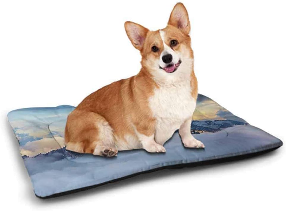 quay pets & aquatics