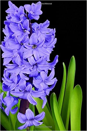 Amazon A Single Purple Hyacinth Flower Bloom Isolated Lined Journal Pen2 Paper Crafts Hobbies