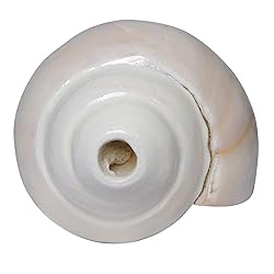 Original Blowing Shankh (VAMAVARTI BAJNEWALA) Conch