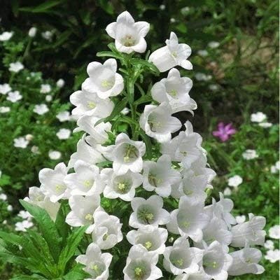Amazon Co Jp ミニ盆栽レアエジプト砂漠バラ種子品種組み合わせ0ピース種子 開花植物 ホーム キッチン