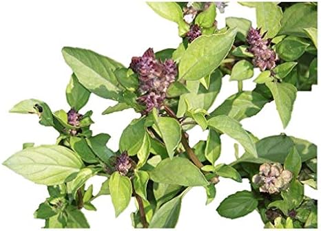 Amazon 中華料理に頻繁に用いられる九層塔 台湾バジル ピンクの花 種 480粒 野菜