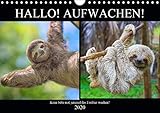 Hallo! Aufwachen! Kann bitte mal jemand das Faultier wecken? (Wandkalender 2020 DIN A4 quer): Abhän by 