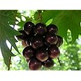 Grape Plant Southern Home Includes (4) Four Plants