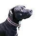 Rustic Mayan Dog Collar Handmade by Hide & Drink :: Tropical Fuchsia