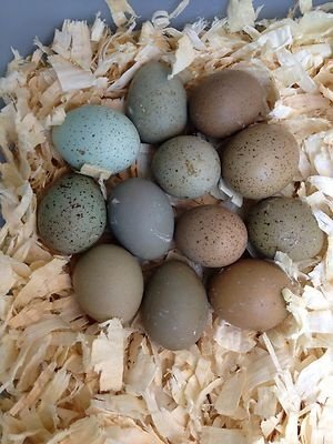 12+ Fertile button quail eggs variety of color - Buy Online in UAE