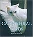 Cathedral Cats by Richard Surman