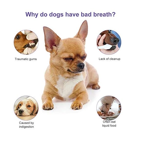 SEGMINISMART Dentalspray für Hunde und Katzen, Dental Care Spray