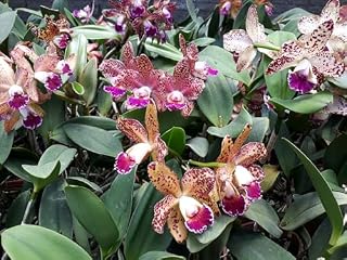 Livro 50 variedades de orquídeas e dicas gerais sobre como cuidar, regar e adubar para mantê-las saudáveis e bonitas:: 50 Variedades de Orquídeas e Dicas Essenciais