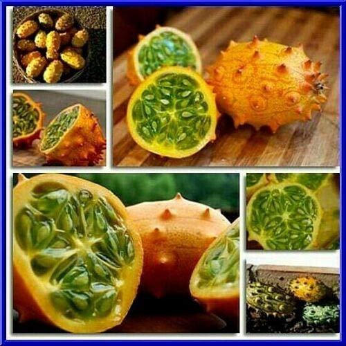 Kiwano Horned Melon Seeds- Sweet & Delicious TLG-719