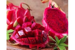 THE LUCKY STARS 250 Rare Red Dragon Fruit (Pitaya) Seeds - 95% Germination Rate - Thanh Long RUỘT ĐỎ - Hylocereus Costaricensis Non-GMO | Organic | Heirloom