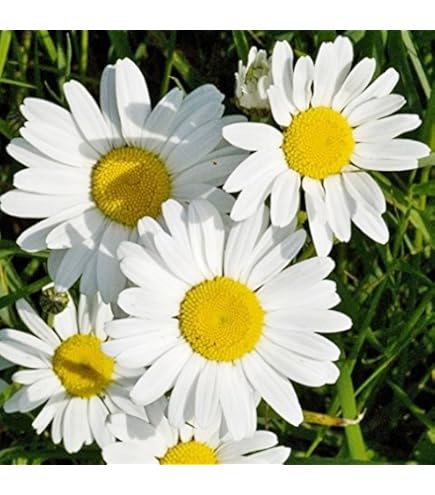 Amazon.com : New Home Garden Plant 100 Seeds OX EYE DAISY