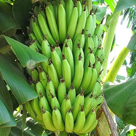 Mphmi Plants Banana plant Curry Musa Sapiantum - Fruit Plants & Tree outdoor