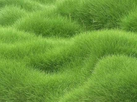 Creative Farmer Indian Lawn Grass Seeds Dark Green Soft Runner Game Grass Plant 2000 Seeds- Eco Garden Pack
