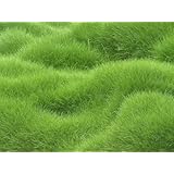 Creative Farmer Indian Lawn Grass Seeds Dark Green Soft Runner Game Grass Plant 2000 Seeds- Eco Garden Pack