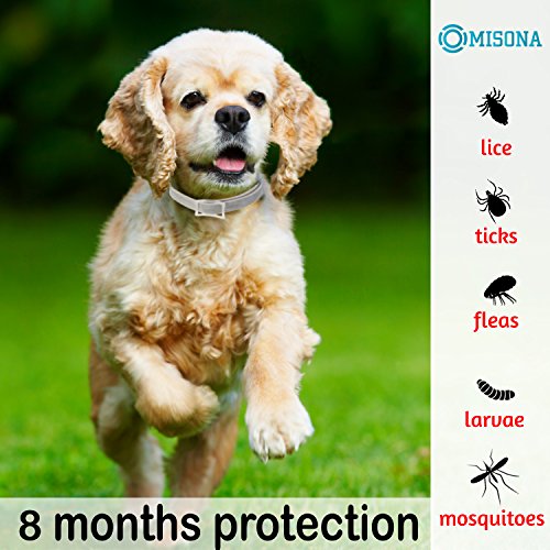 Dog Flea and Tick Collar 100% Safe Non-Toxic Flea Tick Prevention for Dogs Easily Adjustable Waterproof for Large Small Dogs Flea Tick Collar Natural Flea Tick Control Collar Dogs Flea Treatment