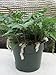 Jmbamboo - White Rabbit's Foot Fern 4" Pot - Davallia