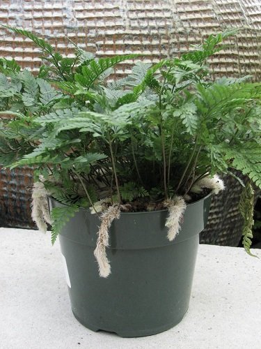 Jmbamboo - White Rabbit's Foot Fern 4 Jmbamboo - White Rabbit's Foot Fern 4