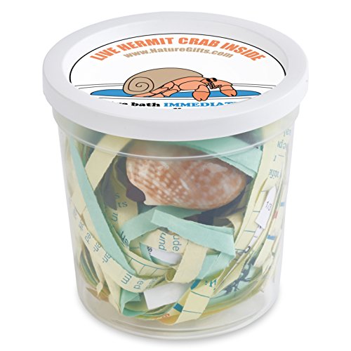 Nature Gift Store LIVE Pet Hermit Crab Complete Starter Kit SHIPPED
