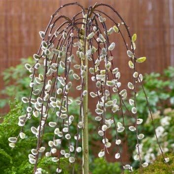 Risitar Garden - Rare 10pcs Salix caprea Kilmarnock - Large Full Standard Weeping Pussy Willow Tree Seeds Easy to Grow, Exotic Flower Seeds Hardy Perennial Garden
