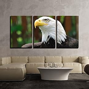 Bald Eagle Bird in Wildlife x3 Panels