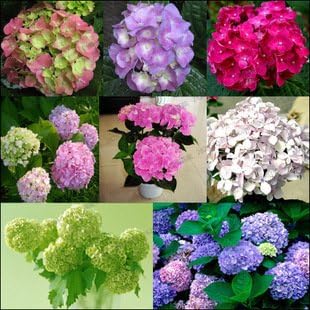 Amazon Com 20 Seeds Bag Hydrangea Flower Seeds Potted Geraniums Balcony Hydrangea Indoor Plants Seeds Yi Kinds 10 Garden Outdoor