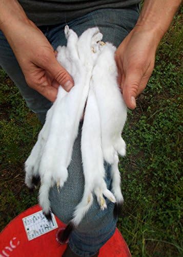 DakotaLine 1 - Tanned Winter White Weasel Pelt (Long Tailed Ermine)