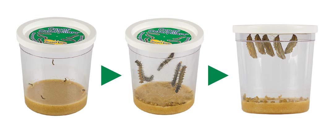 Insect Lore Butterfly Pavilion with Two Live Cups of Caterpillars | 2ft Tall Habitat, STEM Butterfly Journal, 10 Live Baby Caterpillars | Life Science & STEM Education | Painted Lady Butterfly Kit