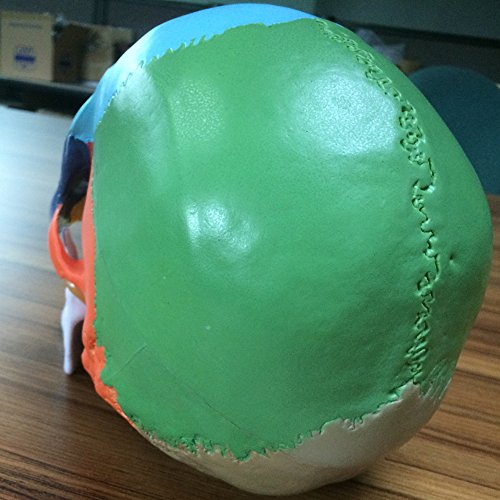 image for Skull Model,OIF Human Skull Map Anatomical Scientific Included Full Se