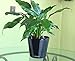Window Garden Aquaphoric Self Watering Planter (7”) + Fiber Soil = Foolproof Indoor Garden. Decorative Planter Pot for House Plants, Flowers, Herbs, Violets, Succulents. Easy Looks Great.