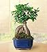 Brussel's Live Gensing Grafted Ficus Indoor Bonsai Tree - 4 Years Old; 6