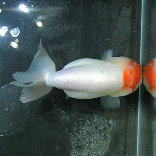 激安本物高評価 金魚王子 一点物桜錦 13センチ前後 個体番号 Asd781 金魚きんぎょ生体らんちゅう厳選個体爆安品質は非常に良い