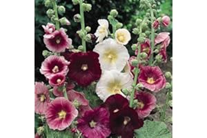 CARIBOU SEED COMPANY | Perennial Hollyhock 'Indian Spring' Mix | 20 Seeds | Alcea rosea | Cut Flower, Butterfly Garden