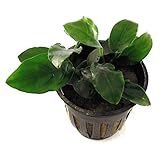 SubstrateSource Anubias barteri 