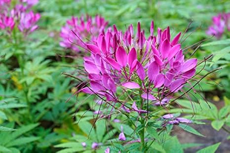 Creative Farmer Flower Seeds Cleome Spinosa Mix Flower Seeds Plant Seeds For All Seasons 18 Packets Garden Plant Seeds Amazon In Garden Outdoors