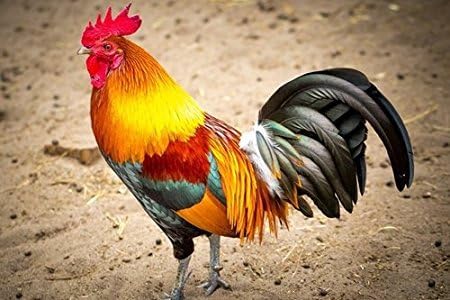 DGauzze DIY 5D Diamond Painting by Number Kits Colorful Feathers Rooster Crystal Rhinestone Painting Canvas Wall Decor