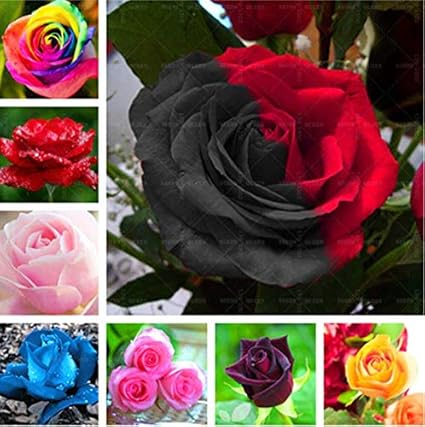 Amazoncom Jaune New N Adorable Fleur Odorante Graines