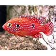 3 Pack of Blood Jewel Cichlids 1-2" Live red Tropical Fish for Tank or Aquarium Live Fish